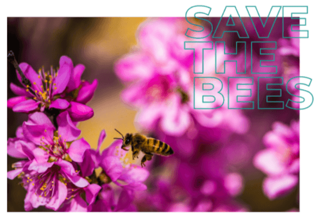 Bumble bee landing on pink flowers | Global Agency. BCD Meetings & Events