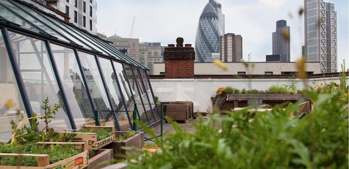 Greenhouse and plants on the rooftop
